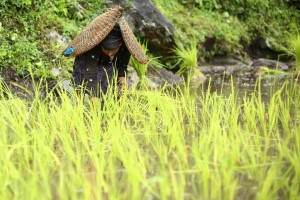 साउन १३ गतेसम्म देशभर  ९२.४ प्रतिशत रोपाईं सम्पन्न